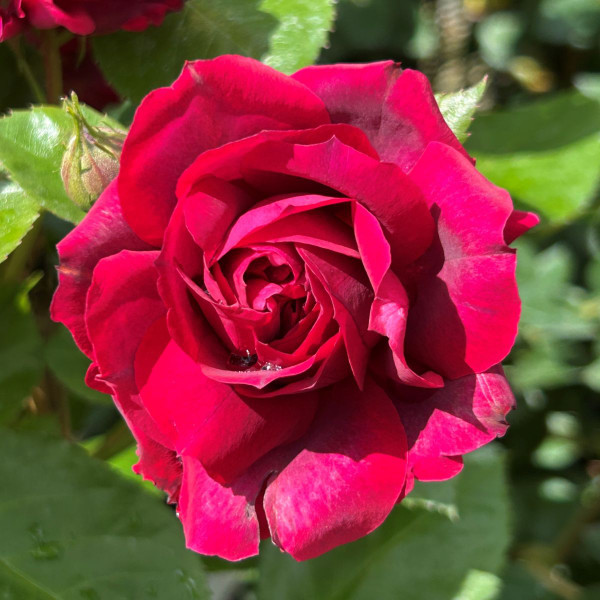 Rosa 'Highgrove'