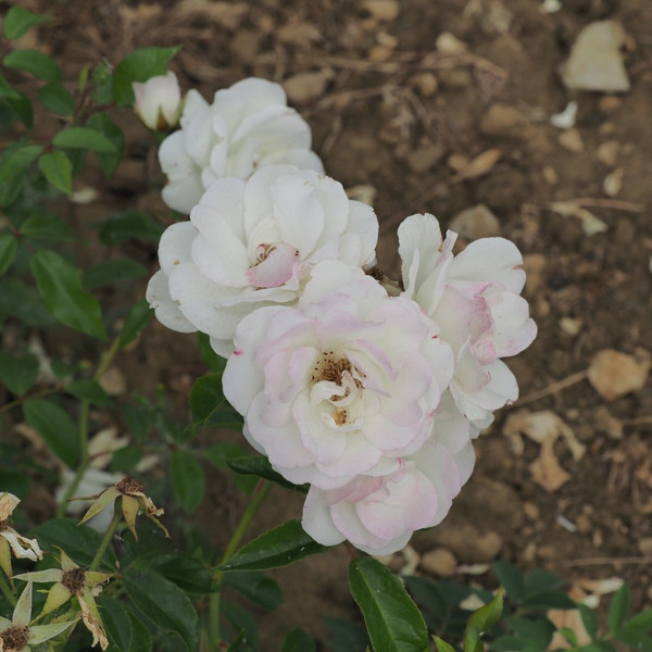 Rosa 'Iceberg'