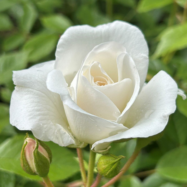 Rosa 'Iceberg'