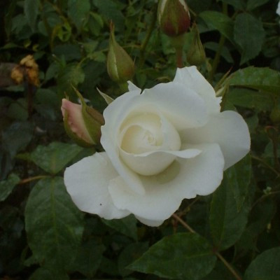 Rosa 'Iceberg (Climbing)'