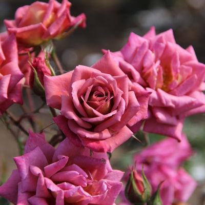 Rosa 'Incognito'
