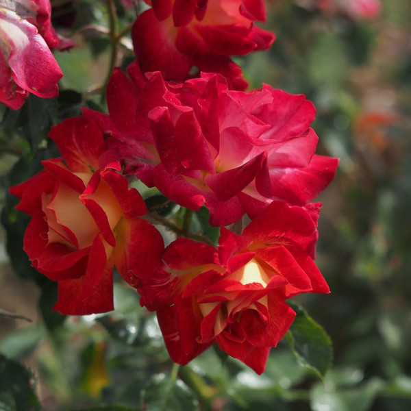 Rosa 'Ingrid'