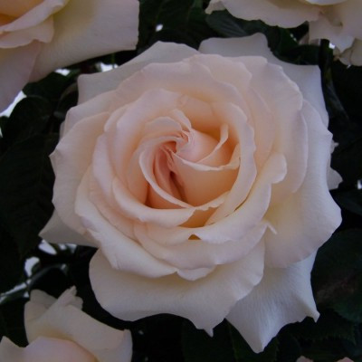 Rosa 'Isn't She Lovely'