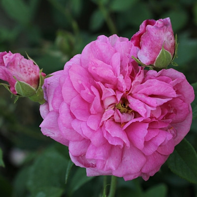Rosa 'Ispahan'