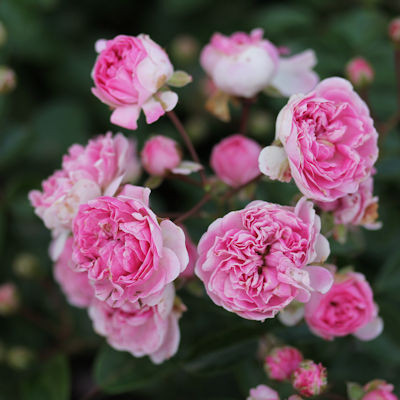Rosa 'Jean Mermoz'