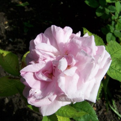Rosa 'Jean Rosenkrantz'