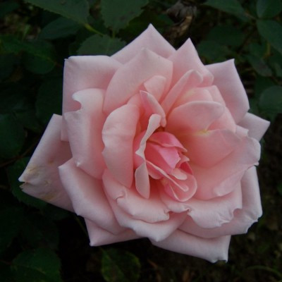 Rosa 'John McCarthy'