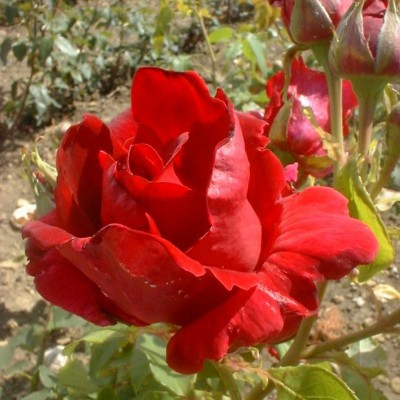 Rosa 'Josephine Bruce'