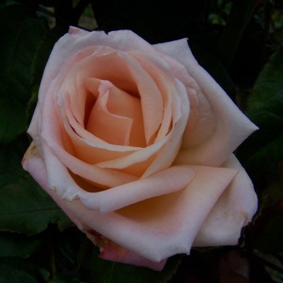 Rosa 'Julia's Kiss'