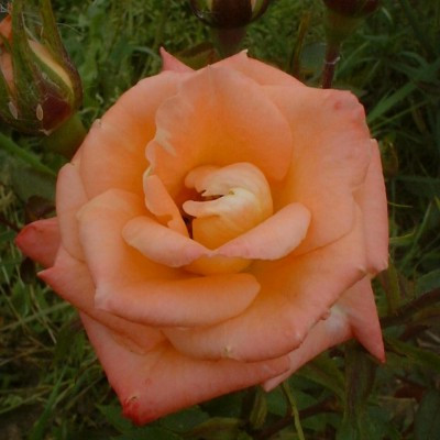 Rosa 'Just Jenny'