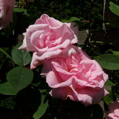 Rosa 'Kathleen Harrop'