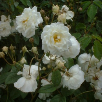 Rosa 'Katherine Zeimet'