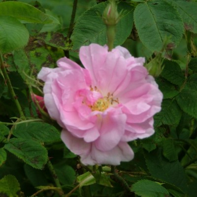 Rosa 'Kazanlik'