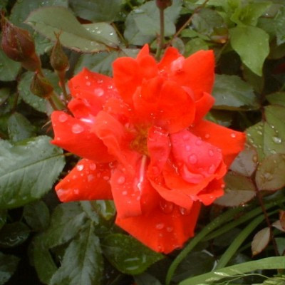 Rosa 'Korona'