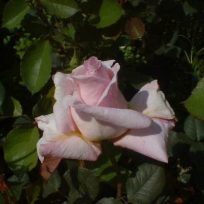 Rosa 'Lady Sylvia'