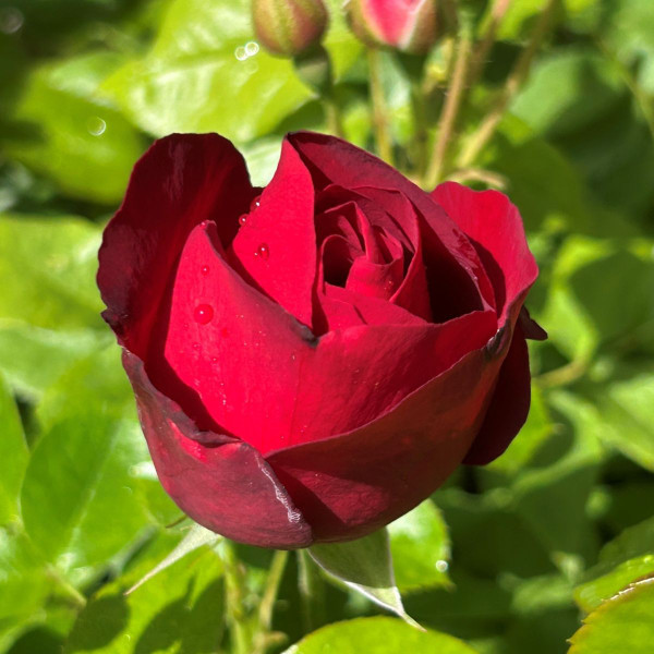 Rosa 'Lilli Marlene'