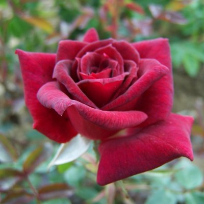 Rosa 'Little Fin'