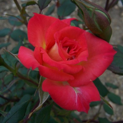 Rosa 'Little Jackie'
