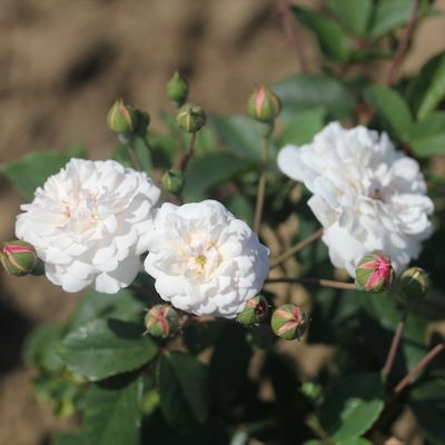 Rosa 'Little White Pet'