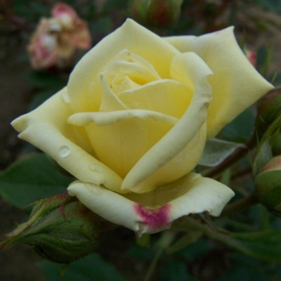 Rosa 'Luis Desamero'