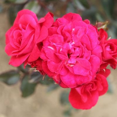 Rosa 'Love Everlasting'