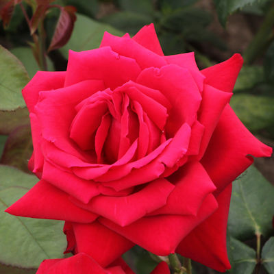 Rosa 'Loving Memory'