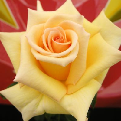 Rosa 'Lowri'