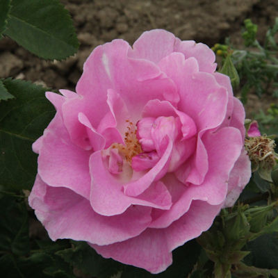 Rosa 'Lucky'