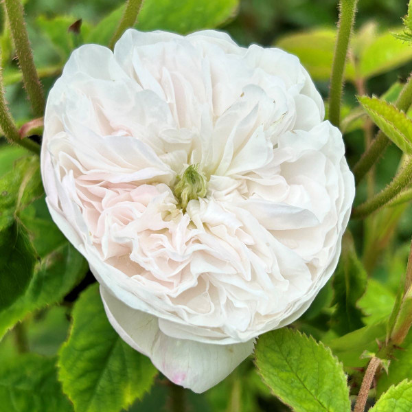 Rosa 'Madame Hardy'