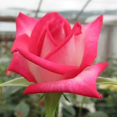 Rosa 'Magic Show'