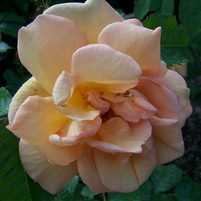 Rosa 'Maigold'