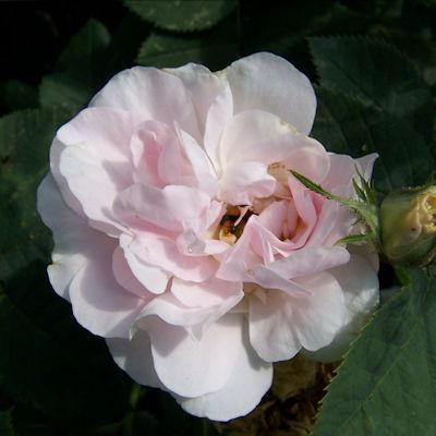 Rosa 'Maiden's Blush'