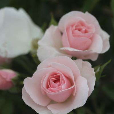 Rosa 'Many Happy Returns'