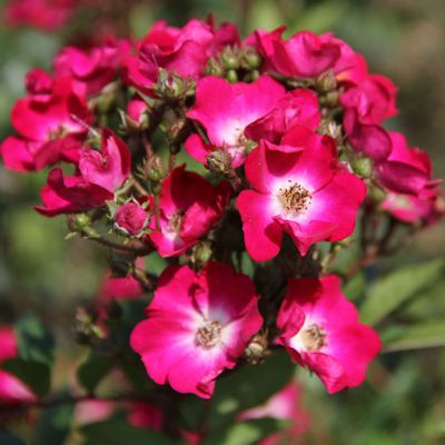 Rosa 'Marjorie Fair'