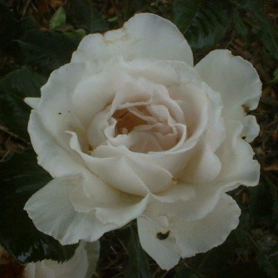 Rosa 'Margaret Merrill'