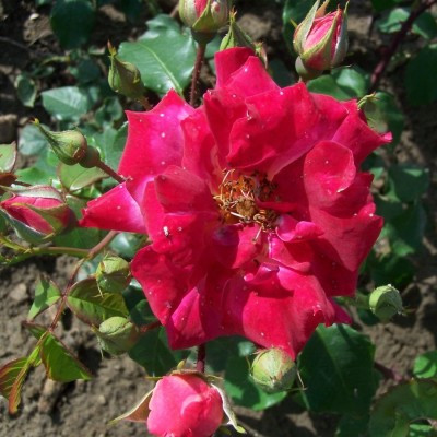 Rosa 'Masquerade'