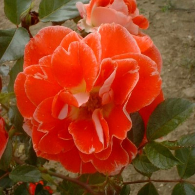 Rosa 'Matangi'