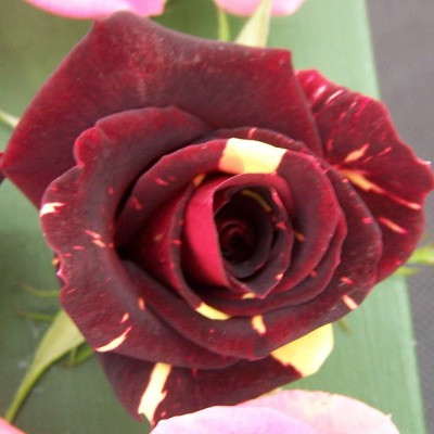 Rosa 'Memphis Music'
