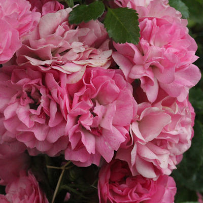 Rosa 'Minnehaha'