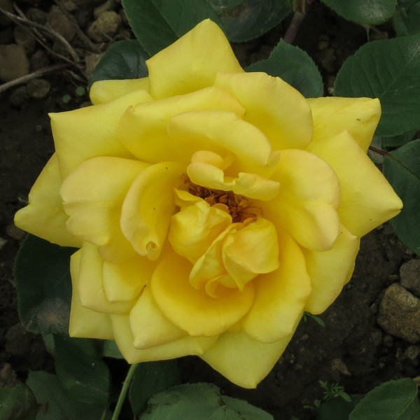 Rosa 'Miss Harp'