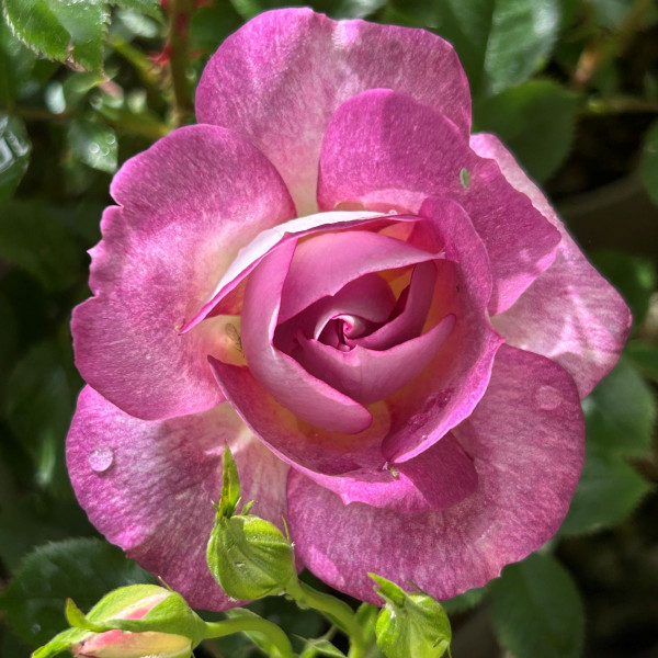 Rosa 'Mom'