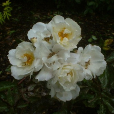 Rosa 'Moonlight'