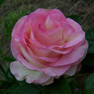 Rosa 'Moonstone'