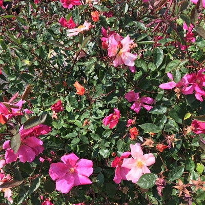 Rosa 'Mutabilis'