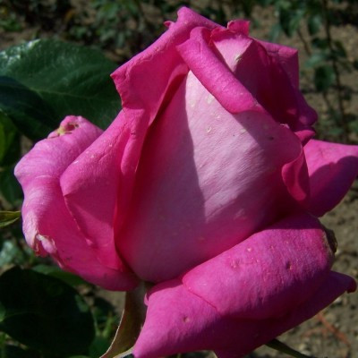 Rosa 'My Joy'