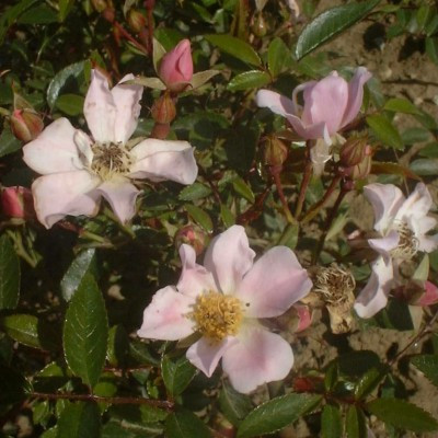 Rosa 'Nozomi'