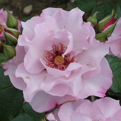 Rosa 'Odyssey'