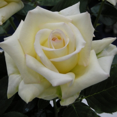 Rosa 'Our Millie'