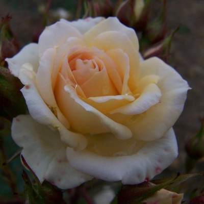 Rosa 'Party Girl'