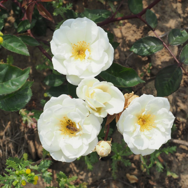 Rosa 'Pax'